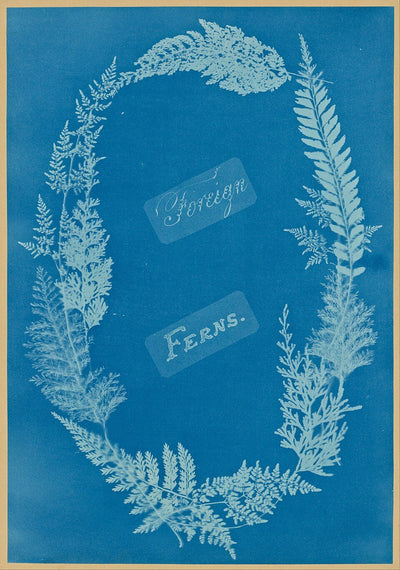 Cyanotype Journal Pages: Easy Sun Prints, No Drawing