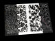 202407_OrchardClearStamp2