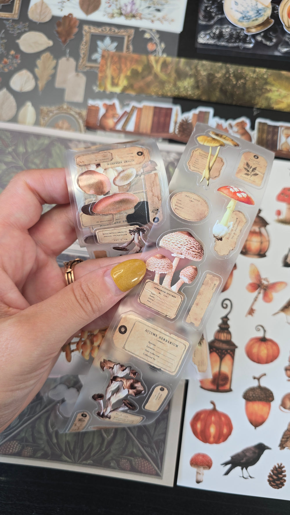 Mushroom Specimen Transparent Tape