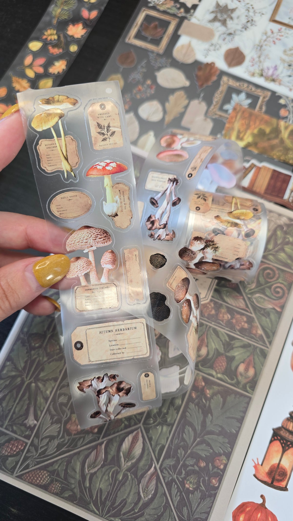 Mushroom Specimen Transparent Tape