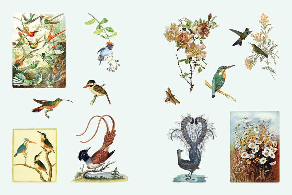 Cabinet of Curiosities II by Smithsonian  Institution