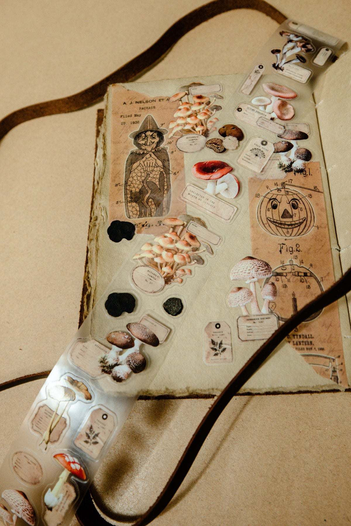 Mushroom Specimen Transparent Tape - 150