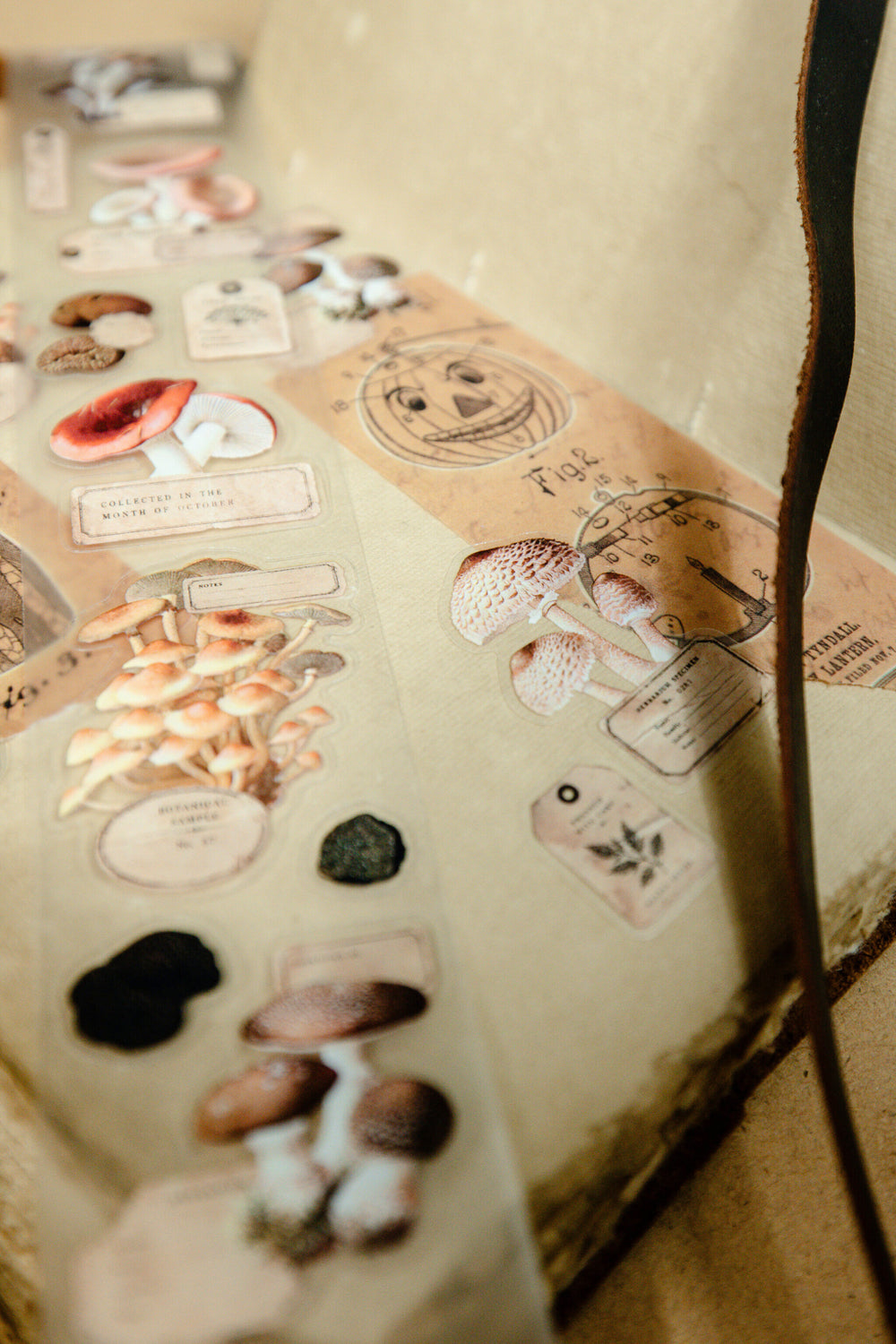 Mushroom Specimen Transparent Tape - 152