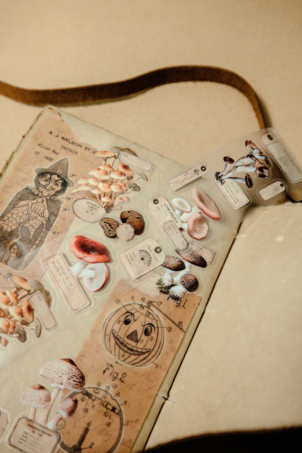 Mushroom Specimen Transparent Tape - 153
