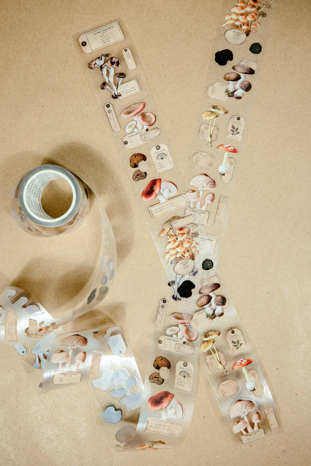 Mushroom Specimen Transparent Tape - 170