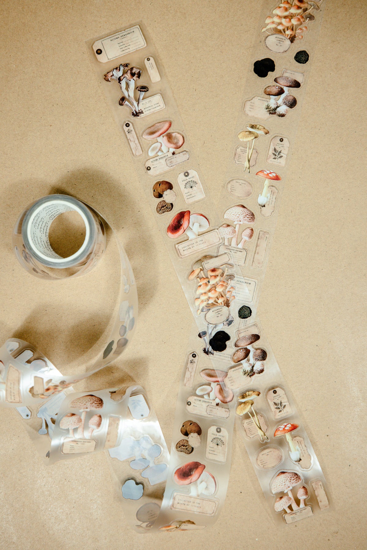 Mushroom Specimen Transparent Tape - 170