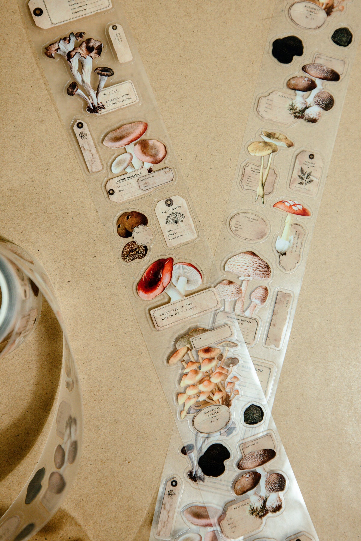 Mushroom Specimen Transparent Tape - 174