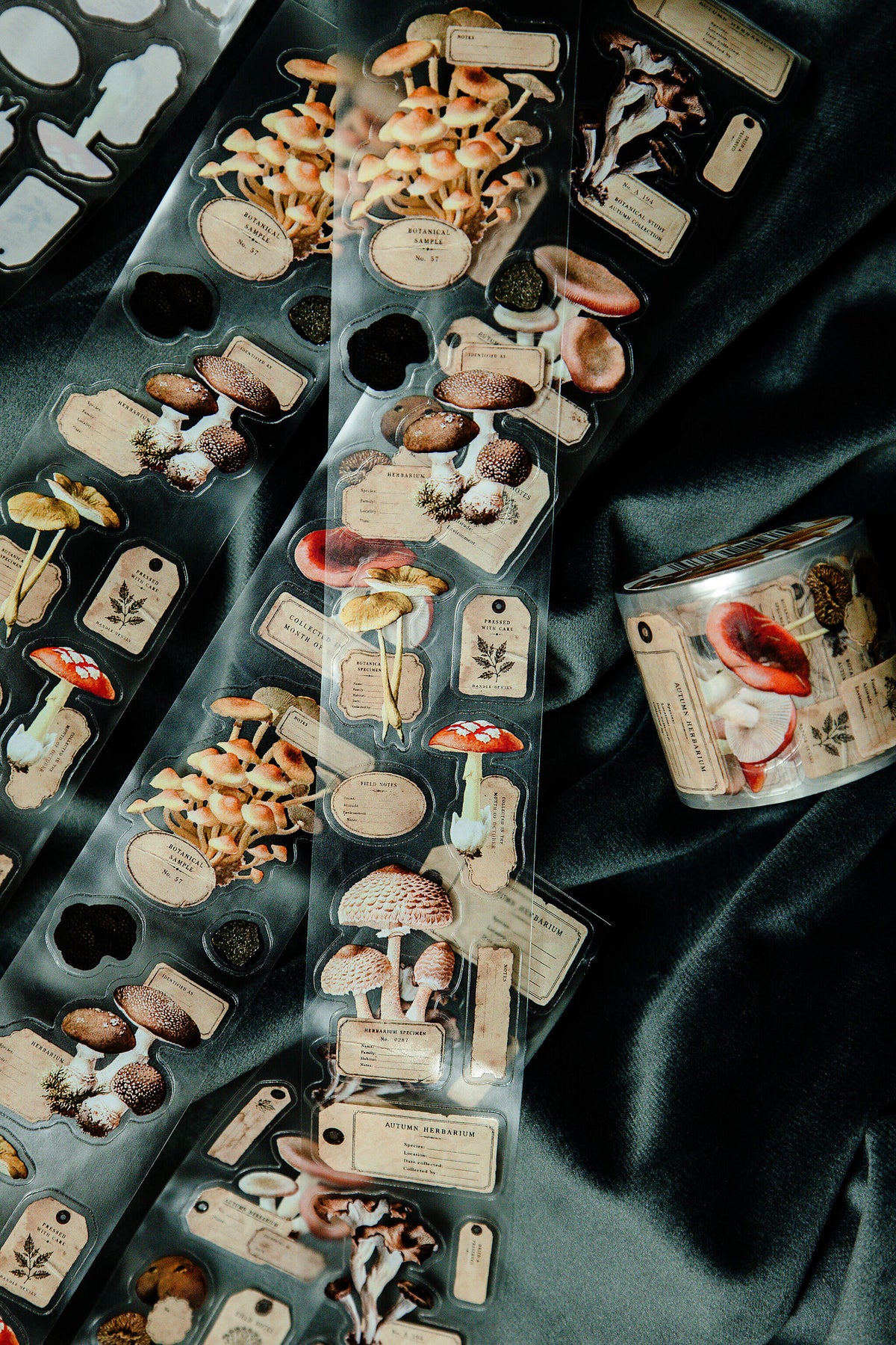 Mushroom Specimen Transparent Tape - 90