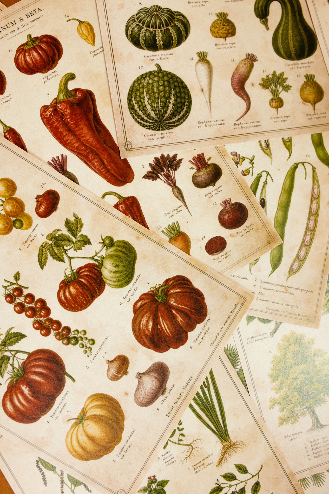 Vintage Farm & Garden Botanical Illustration Plates Paper Set