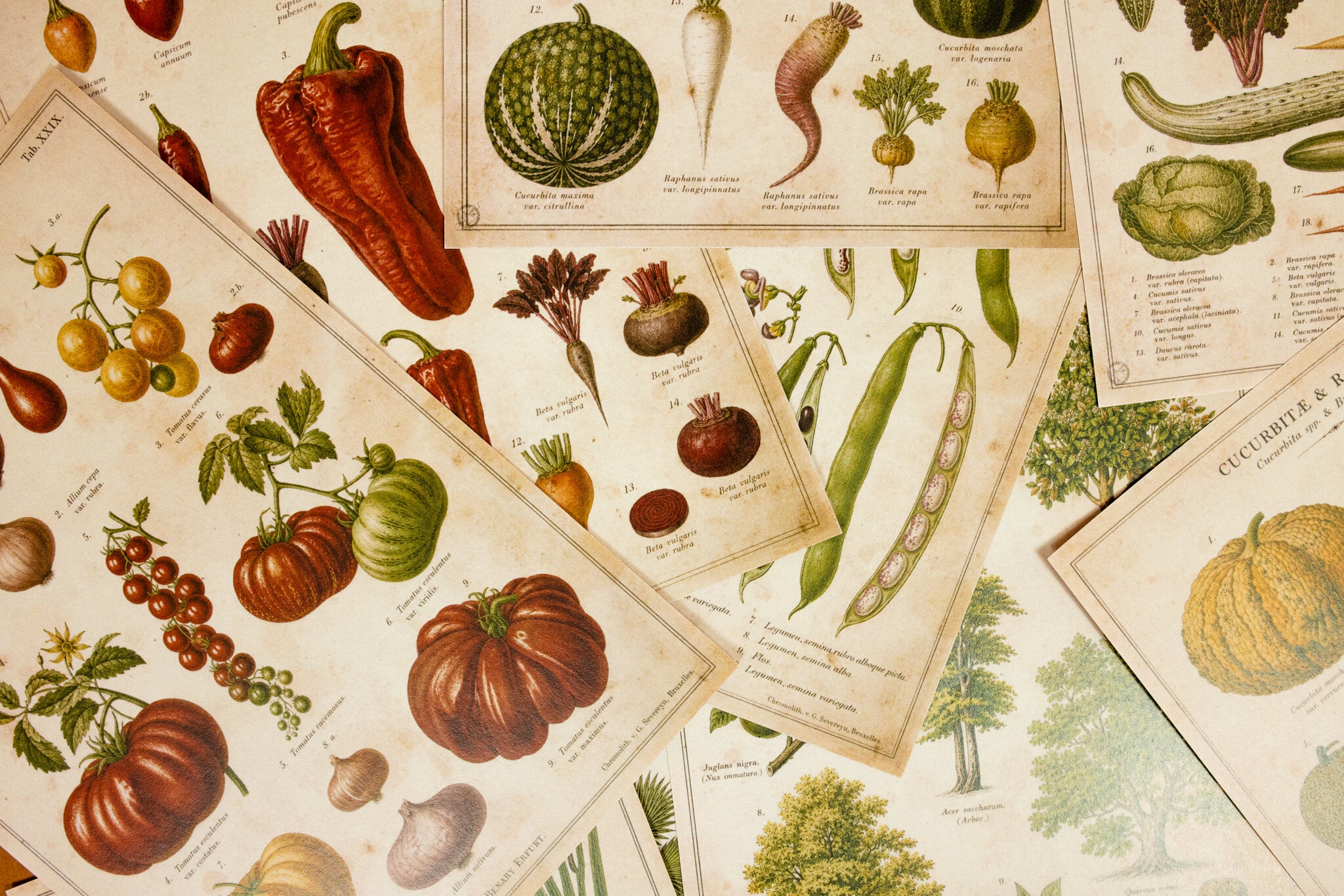 Vintage Farm & Garden Botanical Illustration Plates Paper Set