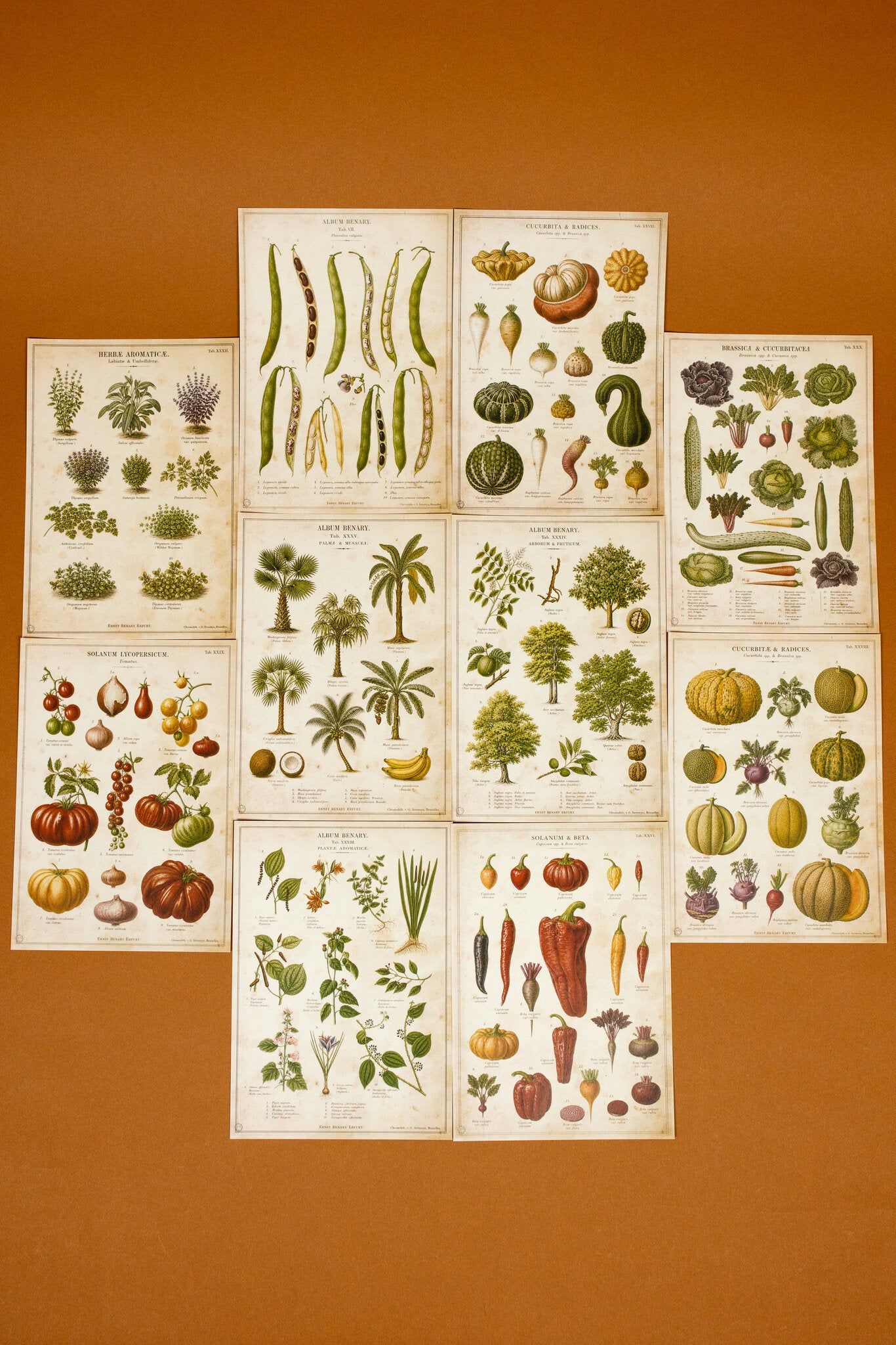 Vintage Farm & Garden Botanical Illustration Plates Paper Set