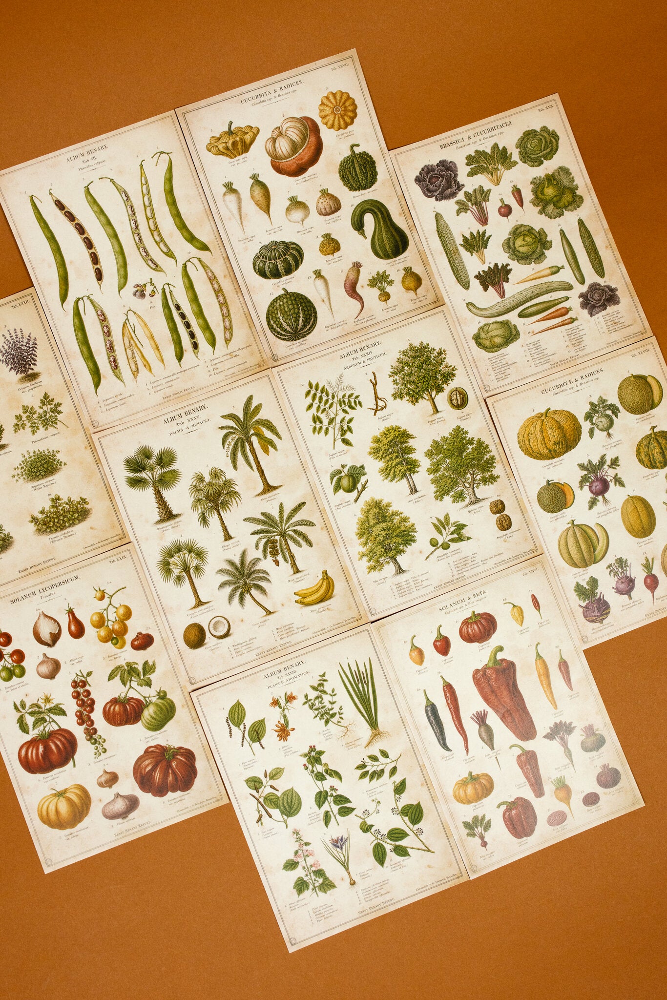 Vintage Farm & Garden Botanical Illustration Plates Paper Set
