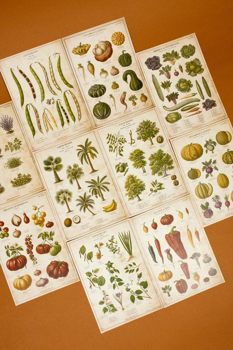 Vintage Farm & Garden Botanical Illustration Plates Paper Set