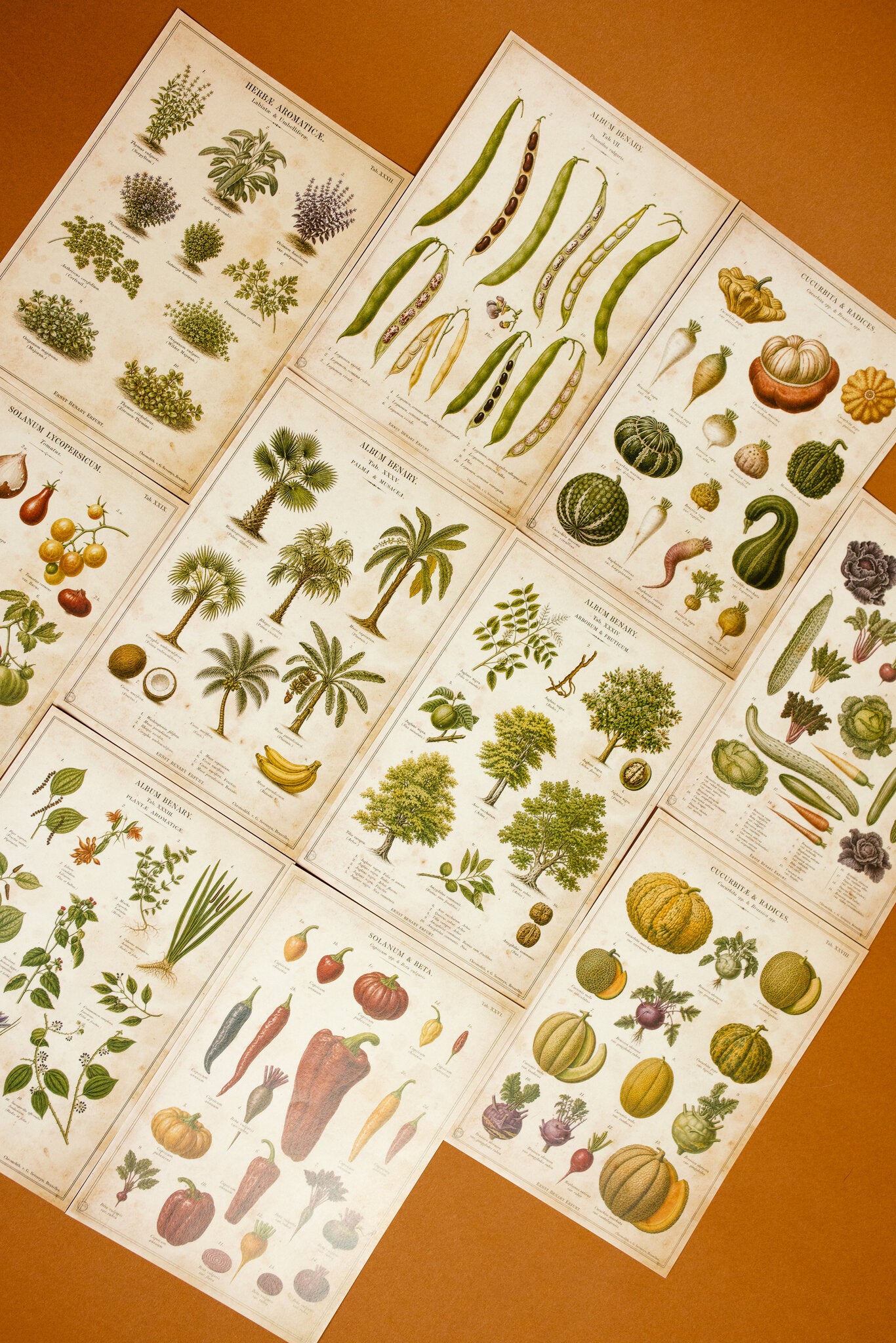 Vintage Farm & Garden Botanical Illustration Plates Paper Set