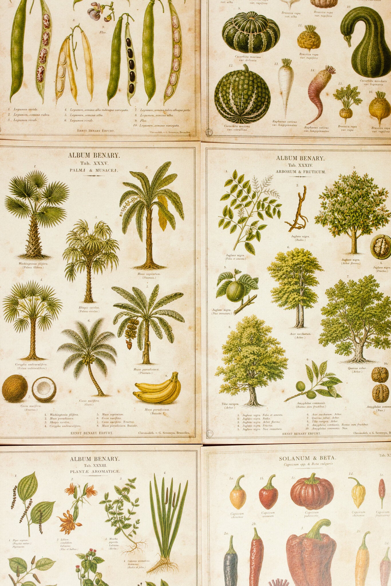 Vintage Farm & Garden Botanical Illustration Plates Paper Set