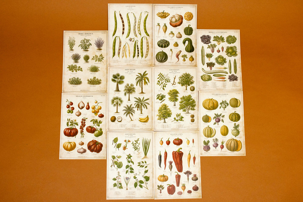 Vintage Farm & Garden Botanical Illustration Plates Paper Set