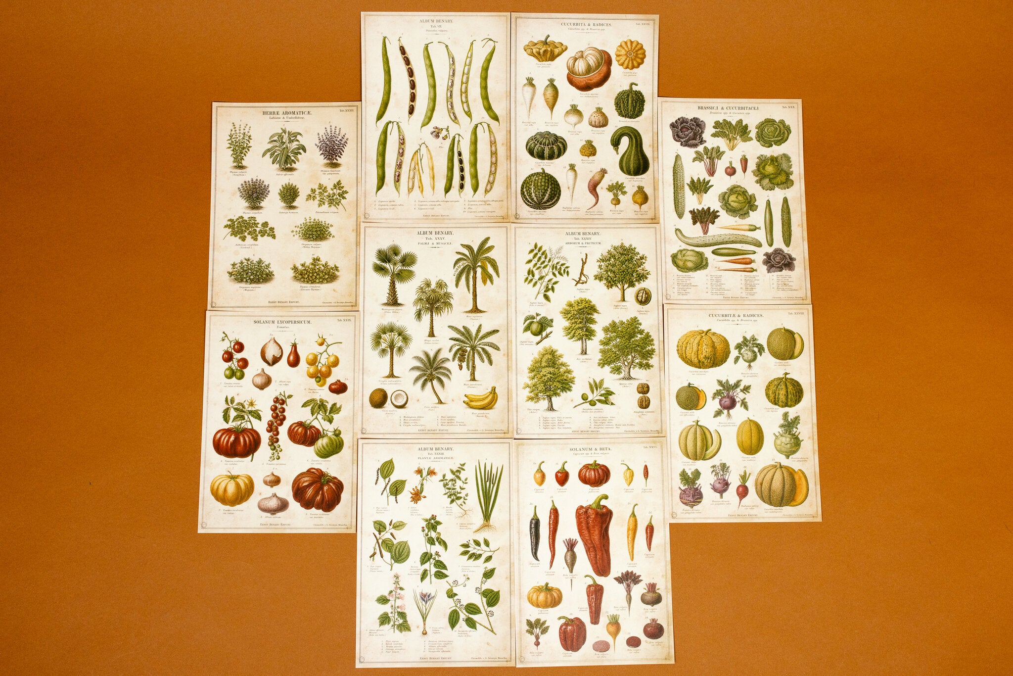 Vintage Farm & Garden Botanical Illustration Plates Paper Set