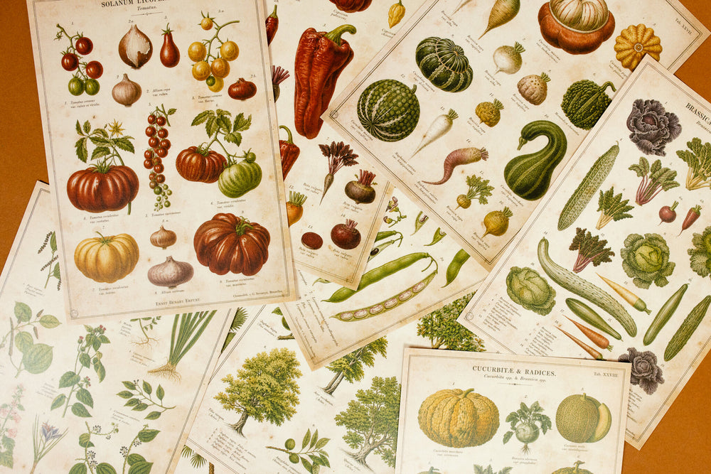 Vintage Farm & Garden Botanical Illustration Plates Paper Set