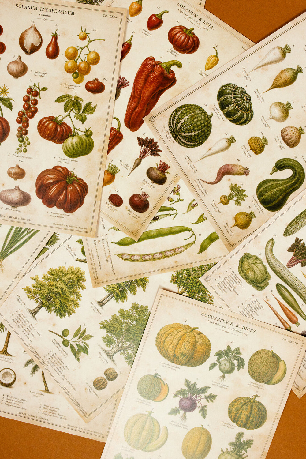 Vintage Farm & Garden Botanical Illustration Plates Paper Set