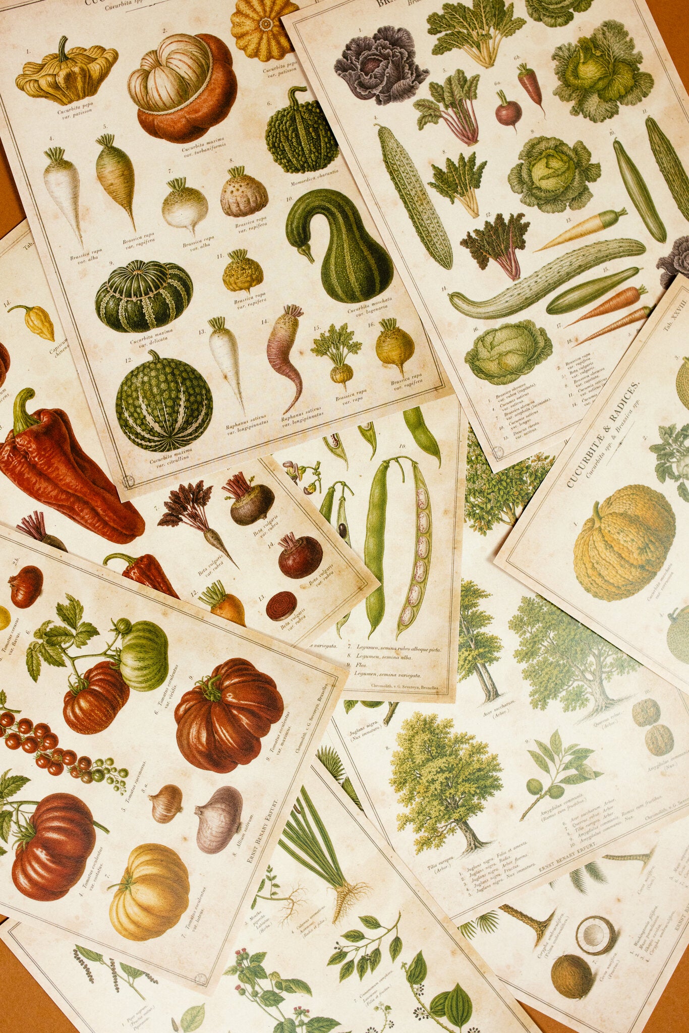 Vintage Farm & Garden Botanical Illustration Plates Paper Set