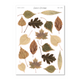 Dried Leaves • Scraps & Snippings Sticker Sheet