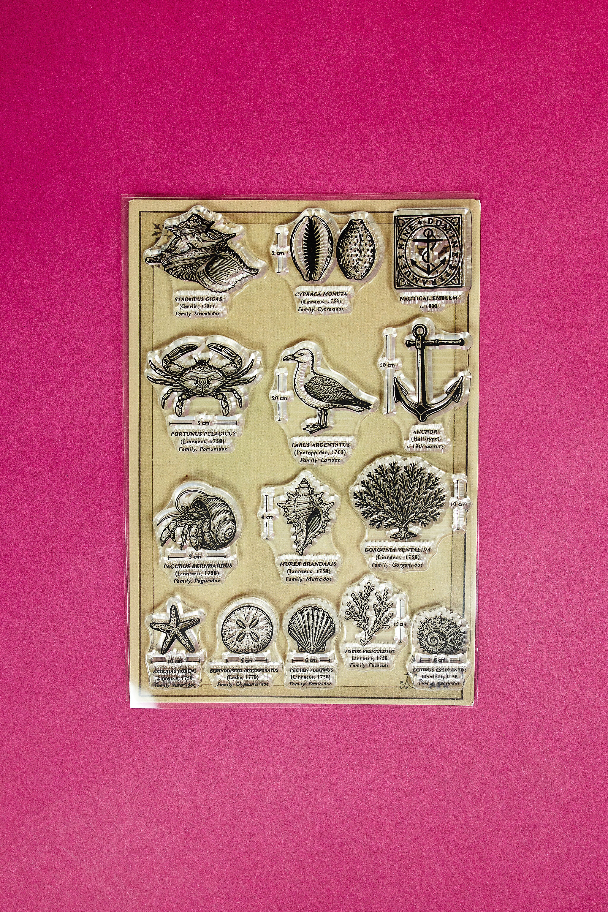 Summer Clear Stamps