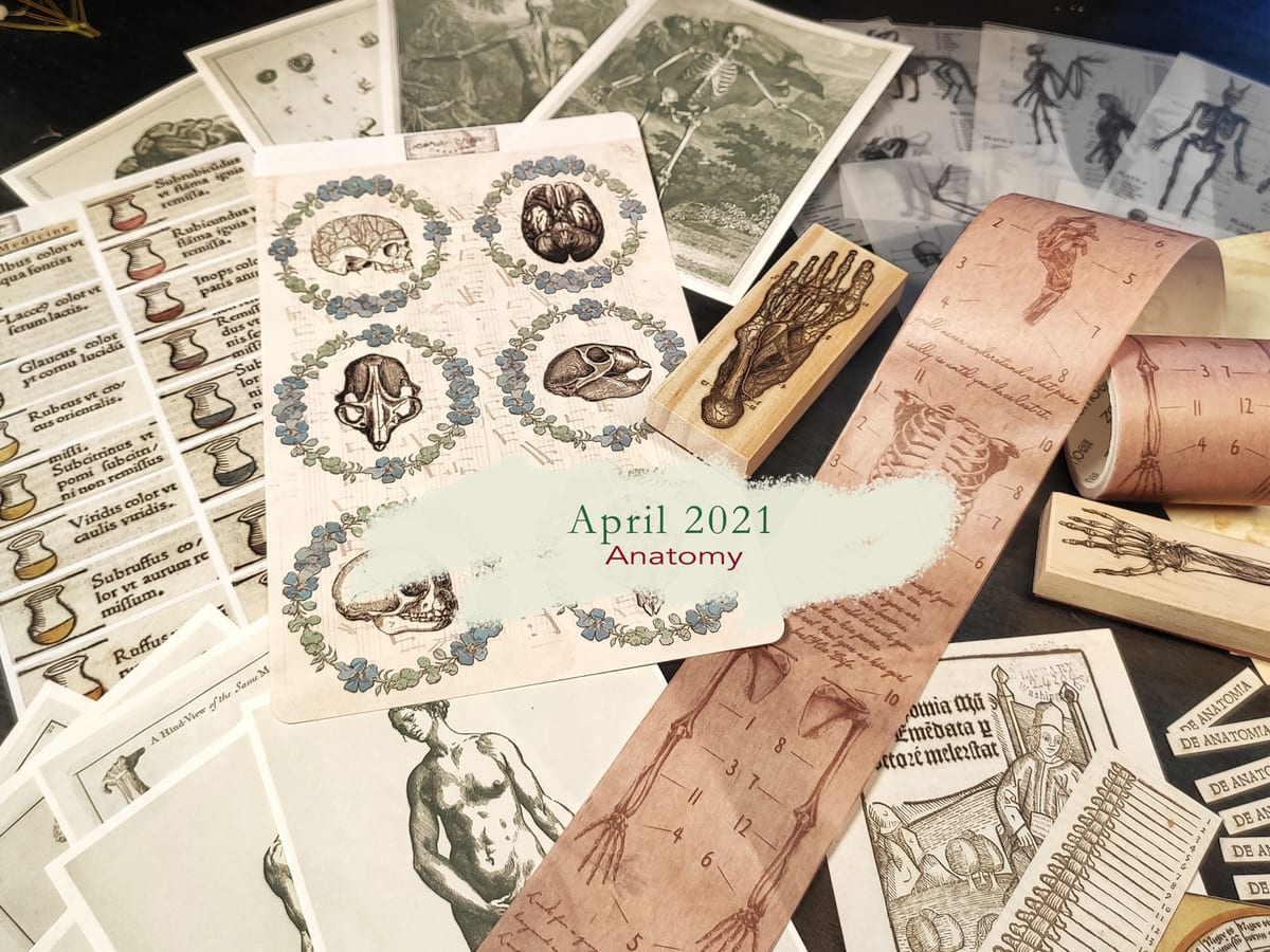 Anatomy - April 2021 subscription box image 1
