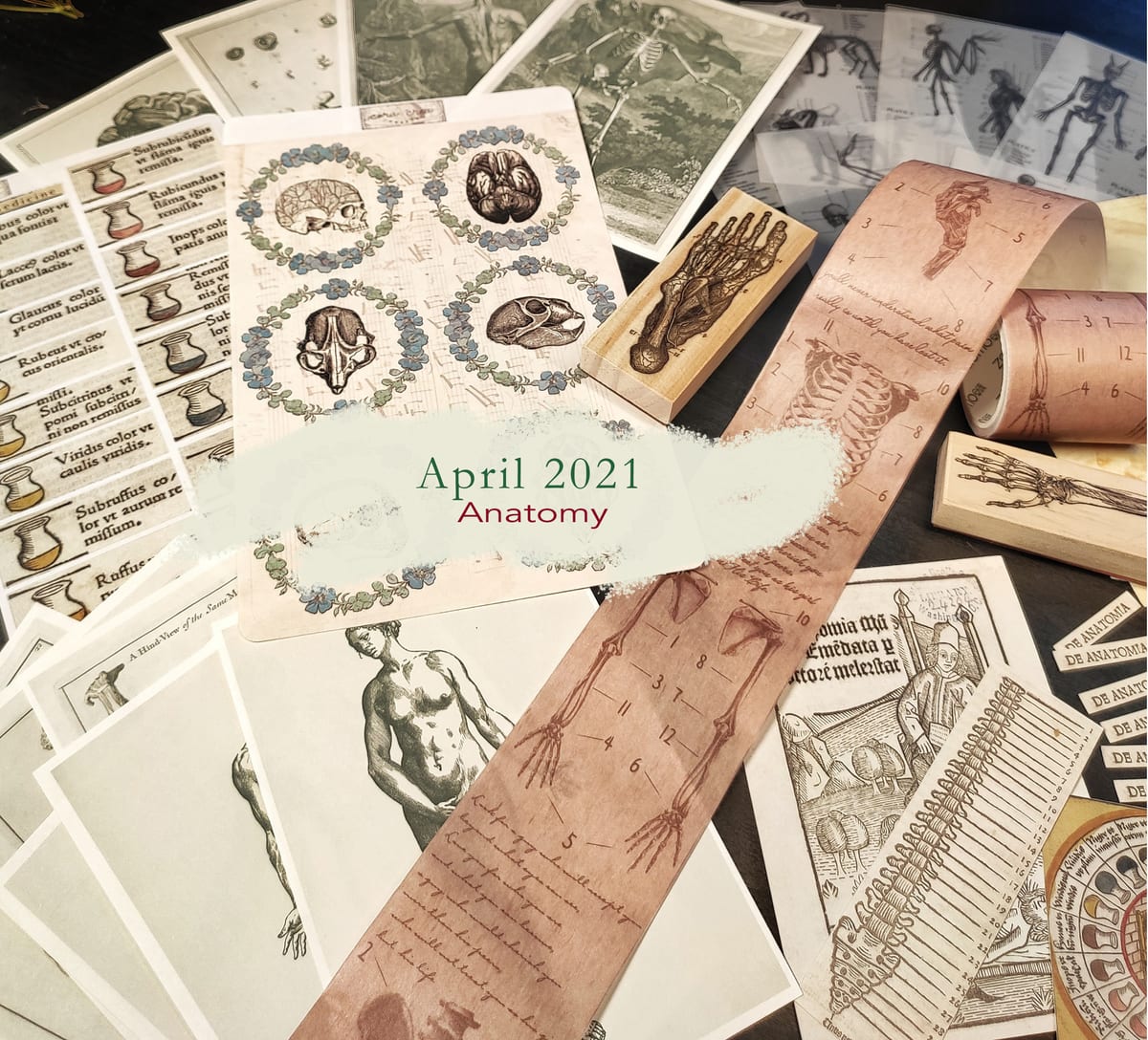 Anatomy - April 2021 subscription box image 3