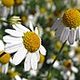 Chamomile