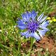 Cornflower
